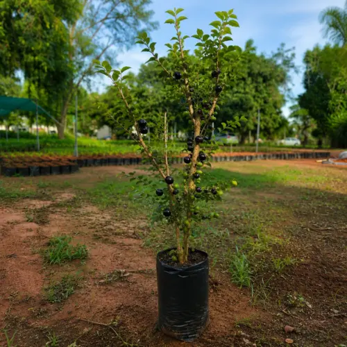 Muda de Jabuticaba